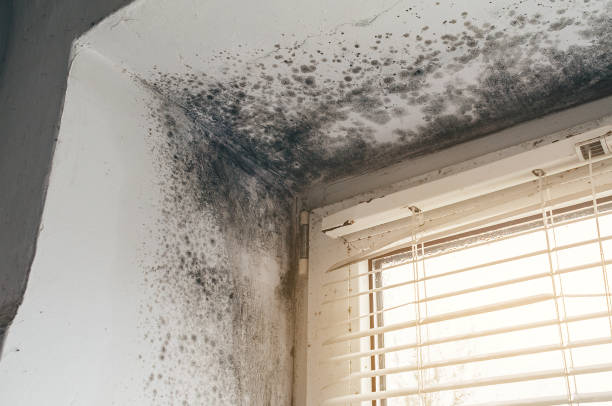 Affordable Attic Mold Removal solutions in Broadway, NC